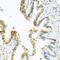 IKAROS Family Zinc Finger 1 antibody, orb136704, Biorbyt, Immunohistochemistry paraffin image 