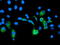 Carboxypeptidase A2 antibody, TA504644, Origene, Immunofluorescence image 