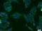 Ubiquitin Like 7 antibody, 11564-1-AP, Proteintech Group, Immunofluorescence image 