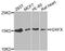 H2A Histone Family Member X antibody, abx123069, Abbexa, Western Blot image 