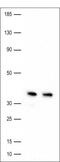 Apurinic/Apyrimidinic Endodeoxyribonuclease 1 antibody, NB100-101, Novus Biologicals, Western Blot image 