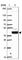 Sosondowah Ankyrin Repeat Domain Family Member D antibody, HPA065955, Atlas Antibodies, Western Blot image 