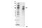 TNF Receptor Superfamily Member 21 antibody, 93026S, Cell Signaling Technology, Western Blot image 