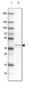 Mitochondrial Ribosomal Protein S5 antibody, PA5-63173, Invitrogen Antibodies, Western Blot image 