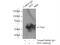 Desmin antibody, 16520-1-AP, Proteintech Group, Immunoprecipitation image 