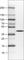 N-Terminal EF-Hand Calcium Binding Protein 1 antibody, AMAb90801, Atlas Antibodies, Western Blot image 