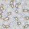 Sigma Non-Opioid Intracellular Receptor 1 antibody, 19-689, ProSci, Immunohistochemistry paraffin image 