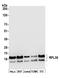 Ribosomal Protein L36 antibody, A305-065A, Bethyl Labs, Western Blot image 