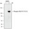 Fms Related Tyrosine Kinase 1 antibody, AF4170, R&D Systems, Western Blot image 