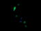 Non-POU Domain Containing Octamer Binding antibody, LS-C173975, Lifespan Biosciences, Immunofluorescence image 