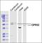 Hydroxycarboxylic Acid Receptor 2 antibody, orb157301, Biorbyt, Western Blot image 