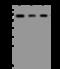 Negative Elongation Factor Complex Member B antibody, 206284-T46, Sino Biological, Western Blot image 