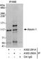 Ataxin 1 antibody, A302-291A, Bethyl Labs, Immunoprecipitation image 