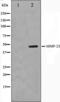 Matrix Metallopeptidase 23B antibody, orb224468, Biorbyt, Western Blot image 