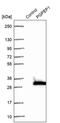 Pyroglutamyl-Peptidase I antibody, PA5-57245, Invitrogen Antibodies, Western Blot image 