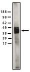 Sphingomyelin Synthase 1 antibody, MBS395649, MyBioSource, Western Blot image 