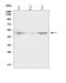 Carbonic Anhydrase 12 antibody, A04063-1, Boster Biological Technology, Western Blot image 