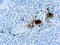 Integrin Subunit Beta 3 antibody, GTX73704, GeneTex, Immunohistochemistry paraffin image 