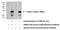 Interleukin-28B antibody, 24199-1-AP, Proteintech Group, Western Blot image 