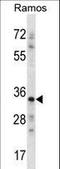 Necdin, MAGE Family Member antibody, LS-C164787, Lifespan Biosciences, Western Blot image 
