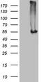 AsnRS antibody, M08905, Boster Biological Technology, Western Blot image 