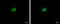 Retinoid X Receptor Alpha antibody, GTX113829, GeneTex, Immunofluorescence image 