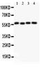 Cyclin B1 antibody, PB9104, Boster Biological Technology, Western Blot image 