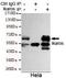 IKAROS Family Zinc Finger 1 antibody, GTX49214, GeneTex, Immunoprecipitation image 