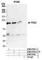 Protein Kinase D2 antibody, A300-073A, Bethyl Labs, Immunoprecipitation image 