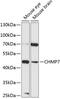 Charged Multivesicular Body Protein 7 antibody, 15-489, ProSci, Western Blot image 