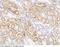 Hexosaminidase Subunit Beta antibody, 13169-T24, Sino Biological, Immunohistochemistry frozen image 