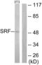 Serum Response Factor antibody, LS-B8367, Lifespan Biosciences, Western Blot image 