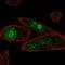 Pleckstrin Homology Like Domain Family A Member 1 antibody, NBP2-56404, Novus Biologicals, Immunofluorescence image 