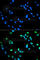 Interferon Regulatory Factor 5 antibody, A1149, ABclonal Technology, Immunofluorescence image 