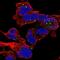 Zinc Finger CCCH-Type Containing 10 antibody, NBP2-56475, Novus Biologicals, Immunofluorescence image 