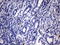 c-Kit antibody, LS-C796983, Lifespan Biosciences, Immunohistochemistry paraffin image 
