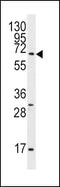 G Protein-Coupled Receptor 37 antibody, PA5-13413, Invitrogen Antibodies, Western Blot image 