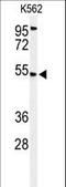 Mitochondrial Calcium Uptake 1 antibody, LS-C168349, Lifespan Biosciences, Western Blot image 