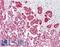 Propionyl-CoA Carboxylase Subunit Beta antibody, LS-B16060, Lifespan Biosciences, Immunohistochemistry paraffin image 
