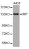 Dystonin antibody, abx001635, Abbexa, Western Blot image 