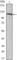 Ubiquitin Specific Peptidase 7 antibody, abx012334, Abbexa, Western Blot image 