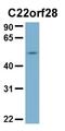 CD101 Molecule antibody, orb182947, Biorbyt, Western Blot image 