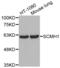 Polycomb protein SCMH1 antibody, abx001869, Abbexa, Western Blot image 