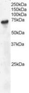 BLNK antibody, MBS420310, MyBioSource, Western Blot image 