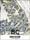 Eukaryotic Translation Initiation Factor 4B antibody, 60-584, ProSci, Immunofluorescence image 