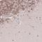 TLE Family Member 2, Transcriptional Corepressor antibody, HPA049103, Atlas Antibodies, Immunohistochemistry frozen image 