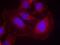1-phosphatidylinositol-4,5-bisphosphate phosphodiesterase gamma-1 antibody, PA5-37685, Invitrogen Antibodies, Immunofluorescence image 
