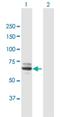 Monooxygenase DBH Like 1 antibody, H00026002-B01P, Novus Biologicals, Western Blot image 