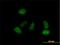 Islet Cell Autoantigen 1 Like antibody, H00130026-B01P, Novus Biologicals, Immunofluorescence image 