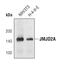 Lysine Demethylase 4A antibody, MA5-14782, Invitrogen Antibodies, Western Blot image 